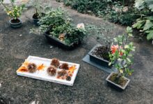 5 Essential Tips für einen blühenden Garten This Season