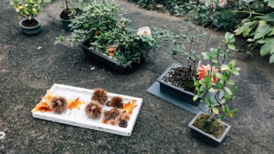 5 Essential Tips für einen blühenden Garten This Season