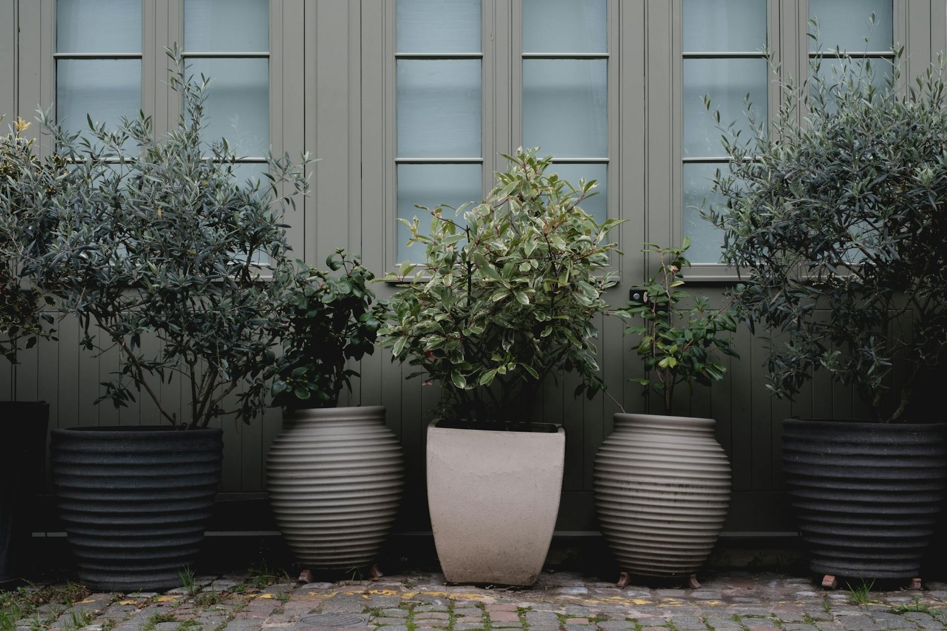Five decorative potted plants line a sleek, contemporary backdrop, adding greenery and style.